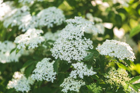 Elderflower in tree. Close up of elder tree flowers in bloom, selective focusの写真素材