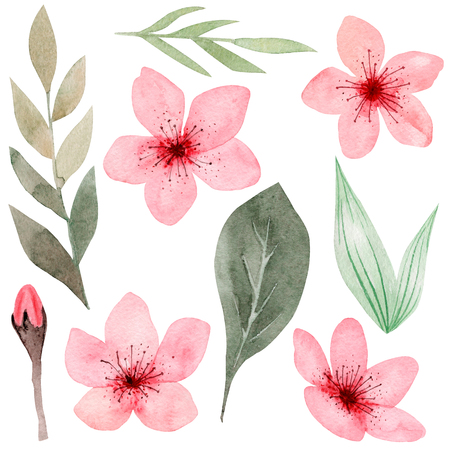 Isolated on white background hand drawn watercolor cherry blossom, delicate flowers. Japanese Sakura. Design for wedding invitation, packaging, textile, cover, postcard, greeting cards, blog, logo.の写真素材