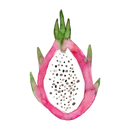 Watercolor Pitaya fruit. Hand drawn summer illustration.の写真素材