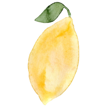 Watercolor lemon fruit. Hand drawn summer illustration.の写真素材