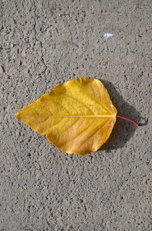 This picture shows a torn autumn tree leafの写真素材