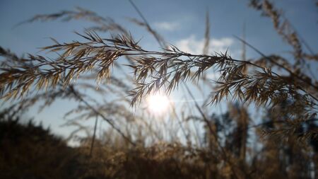dry sunの写真素材