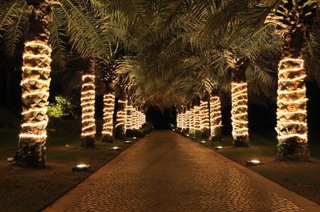 Palm lane in night illumination, Jumeira, UAEの写真素材