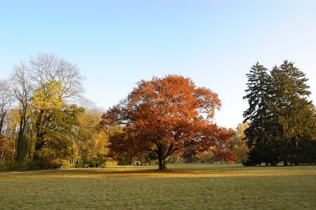 The tree in the middle of a glade, Oleksandria Park, Ukraine