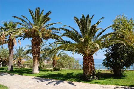 Palm trees , Crete, Greeceの写真素材