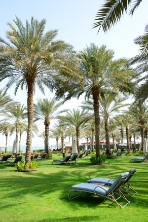 Sunbeds on the green lawn and palm tree shadows in luxury hotel, Dubai, UAEの写真素材