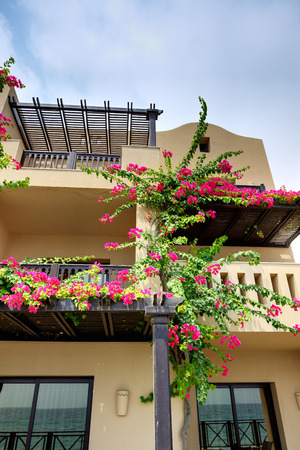 The arabic style villas in luxury hotel with Bougainvillea flowers, Fujairah, UAEの写真素材