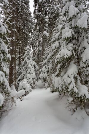 Winter forest road in the park Synevir.の写真素材