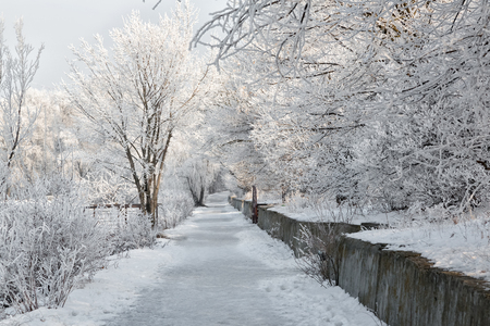 Winter landscape of frosty trees, white snow in city park. Trees covered with snow.Kiev, Ukraineの写真素材