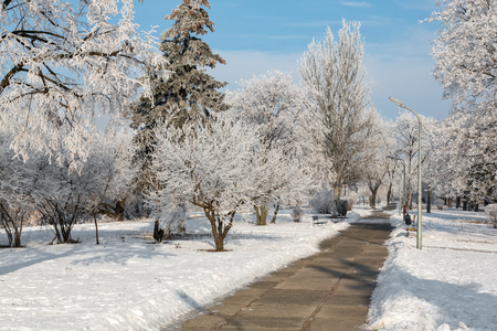 Winter landscape of frosty trees, white snow in city park. Trees covered with snow.Kiev, Ukraineの写真素材
