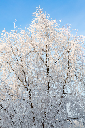 Winter landscape of frosty trees, white snow in city park. Trees covered with snow.Kiev, Ukraineの写真素材
