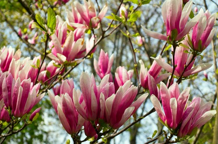 Pink flowers in spring time Magnolia bloomsの写真素材