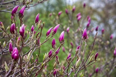 Pink flowers in spring time Magnolia bloomsの写真素材