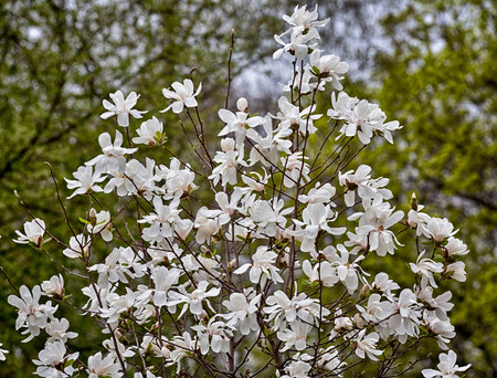 Narcissus flowers isolated on a white background White flowersの写真素材