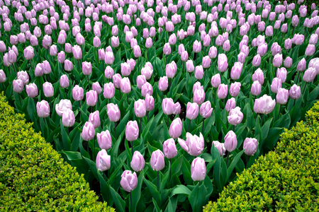 Park Street flora flowers tulips colorful flowers flowers in the open airの写真素材