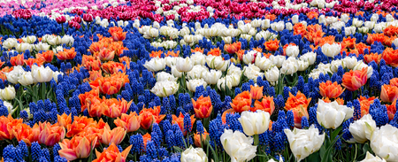 Park Street flora flowers tulips colorful flowers flowers in the open airの写真素材