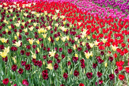 Park Street flora flowers tulips colorful flowers flowers in the open airの写真素材