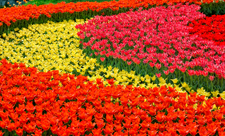 Park Street flora flowers tulips colorful flowers flowers in the open airの写真素材