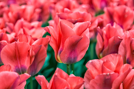 Park Street flora flowers tulips colorful flowers flowers in the open airの写真素材