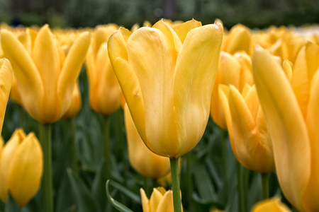 Park Street flora flowers tulips colorful flowers flowers in the open airの写真素材