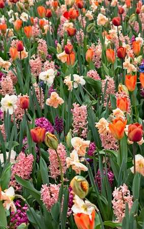 Park Street flora flowers tulips colorful flowers flowers in the open airの写真素材