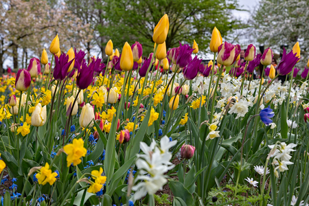 Park Street flora flowers tulips colorful flowers flowers in the open airの写真素材