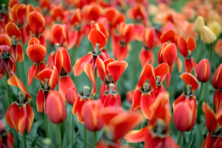 Park Street flora flowers tulips colorful flowers flowers in the open airの写真素材