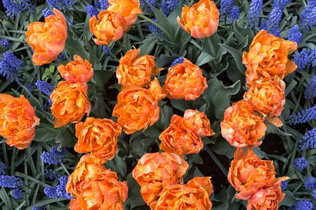 Park Street flora flowers tulips colorful flowers flowers in the open airの写真素材