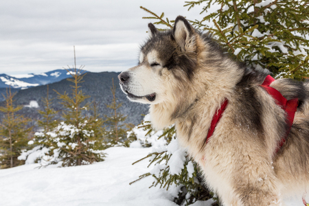 Malamute in winter mountainsの写真素材