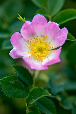 Summer colorful flowersの写真素材