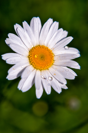 Summer colorful flowersの写真素材