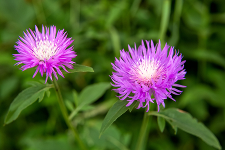 Summer colorful flowersの写真素材