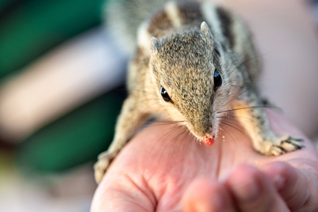 chipmunk eats from humans handの写真素材