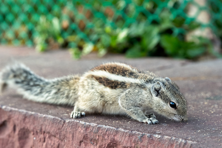 chipmunk eats from humans handの写真素材