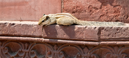 chipmunk eats from humans handの写真素材