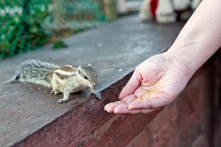 chipmunk eats from humans handの写真素材