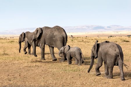Elephants in Africaの写真素材