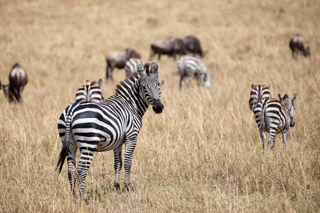 Zebra in the shroudの写真素材