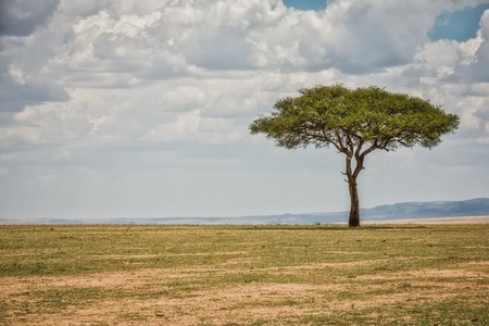 Kenya Masai Mara park savannahの写真素材