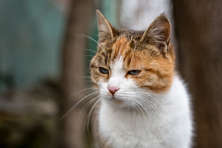 Red cat is fastened to the sunの写真素材