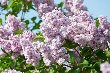 Lilac bloomed in the botanical garden