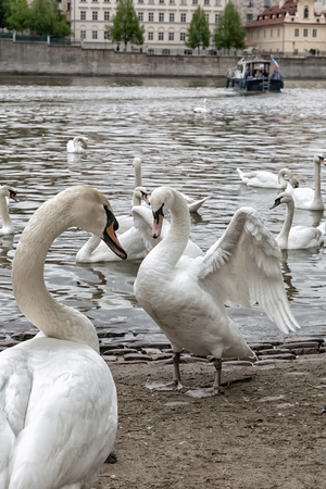 Pair of swans on a Vltava River in Pragueの写真素材