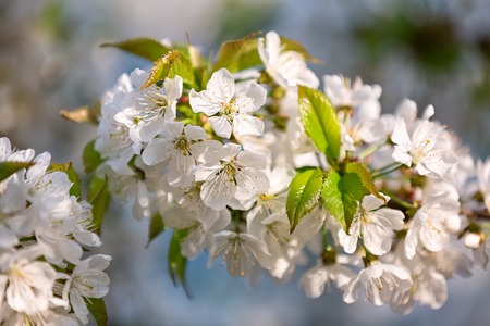 Cherry branch in flowersの写真素材