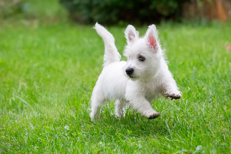 Purebred adult West Highland White Terrier dog on grass in the garden on a sunny day.の写真素材