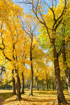 Park in autumn colorsの写真素材