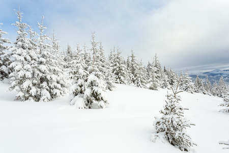 Beautiful Snow-covered Carpathiansの写真素材
