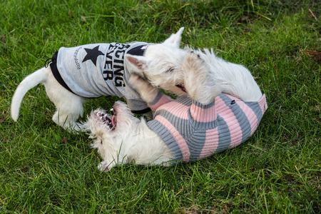 Purebred adult West Highland White Terrier dogの写真素材