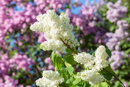 Lilacs in the Gardenの写真素材