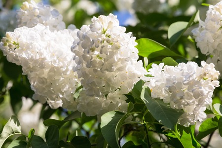 Lilacs in the Gardenの写真素材