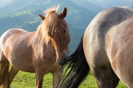 Horses in the mountainの写真素材